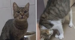 Iz Dumovca objavili video maca s poteškoćama: "Nadamo se da to nije prepreka..."
