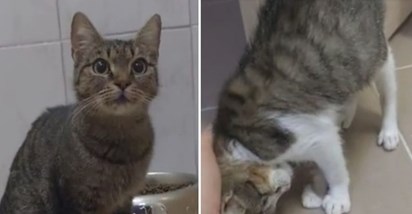 Iz Dumovca objavili video maca s poteškoćama: "Nadamo se da to nije prepreka..."