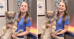 Veterinarka pokazala masivno štene vukopsa: Ima tri mjeseca i 16 kilograma