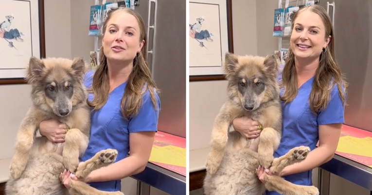 Veterinarka pokazala masivno štene vukopsa: Ima tri mjeseca i 16 kilograma