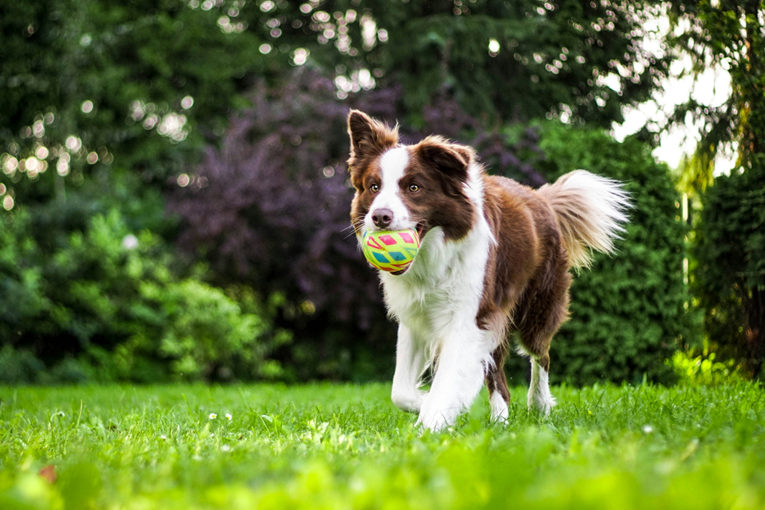 Znanstvenici otkrivaju tri osobine po kojima se prepoznaju najpametniji psi
