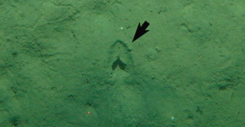 FOTO Riješen misterij čudnih tragova "kopita" na dnu oceana