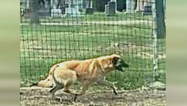 Pas lutao 97 dana kako bi se vratio svojoj prvoj udomiteljici: "To je čudo"