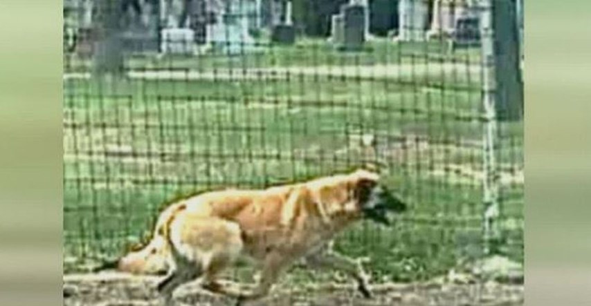 Pas lutao 97 dana kako bi se vratio svojoj prvoj udomiteljici: "To je čudo"