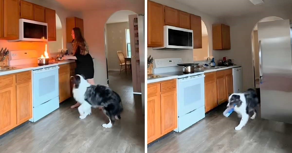 10 milijuna pregleda: Pas pomogao vlasnici u gašenju požara