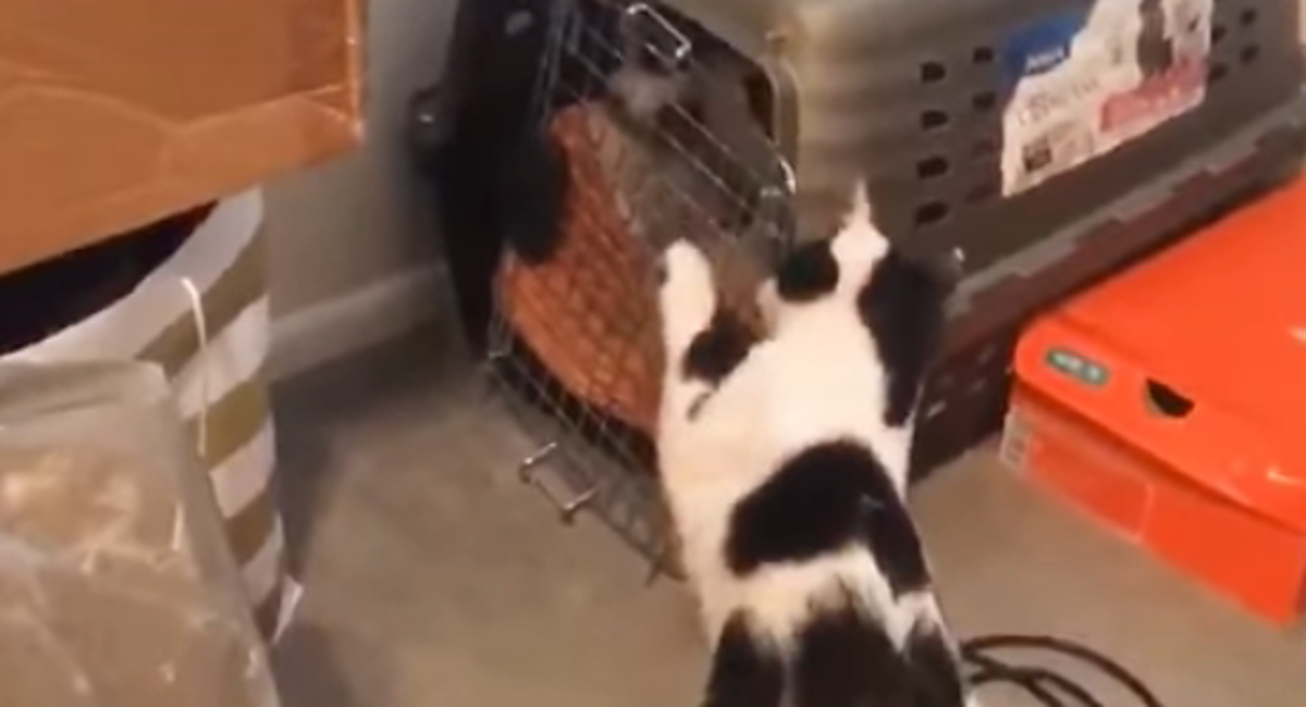 Mačka odlučila osloboditi psiće iz kazne, odradila je majstorski posao