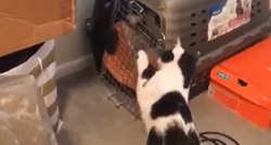 Mačka odlučila osloboditi psiće iz kazne, odradila je majstorski posao