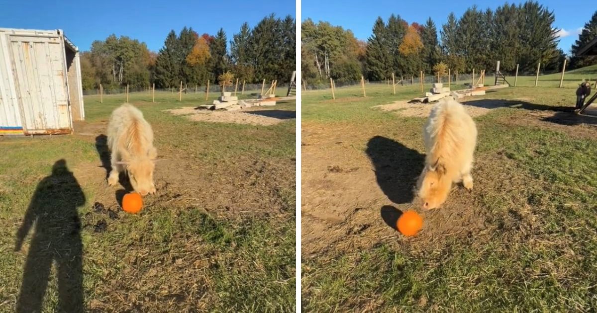 Video zaigrane mini krave koja se igra s bundevom kao loptom nasmijao ljude