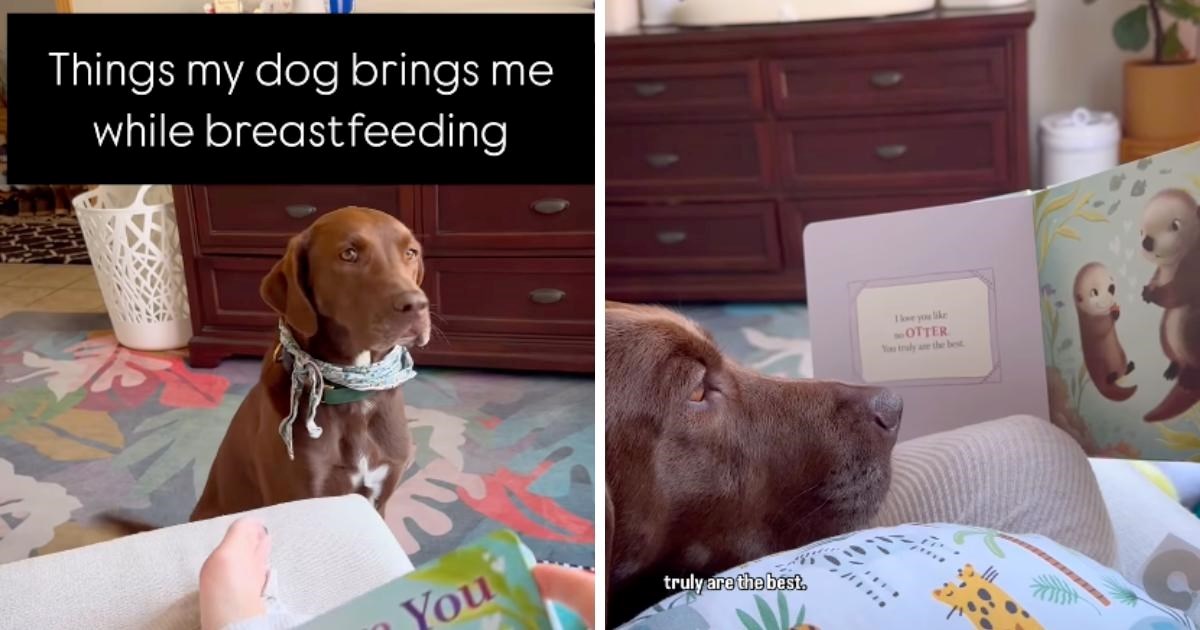 VIDEO Labradorica vlasnici donijela slikovnicu i legla pokraj nje da slu&#x161;a dok &#x10D;ita