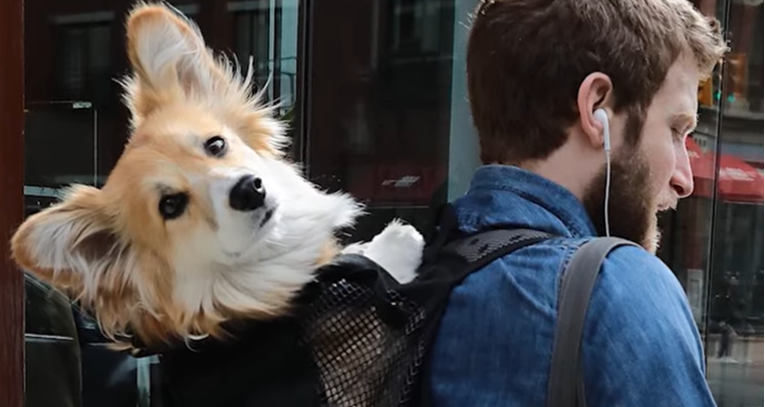 Čovjek nosi psa u torbi te snima reakcije ljudi na ulici kada ga ugledaju