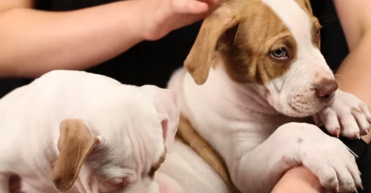 Evo što se dogodi kada se ljudi koji imaju fobiju od pasa sretnu s pit bulovima