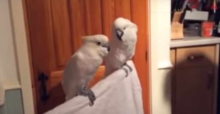 Vlasnik zapjevao svojim pticama, a onda se dogodilo nešto najslađe na svijetu