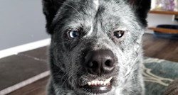 Ovaj "zločesti pas" izgleda poput lica s potjernice, no svi ga obožavaju