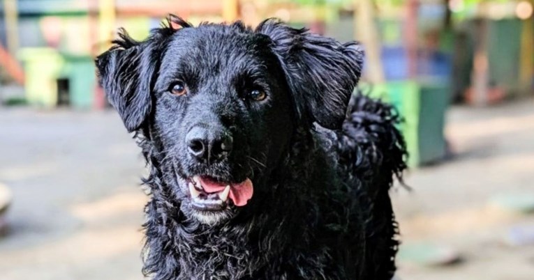 Njegovi vršnjaci su udomljeni, a on je ostao sam: Pomozimo Astru da pronađe dom