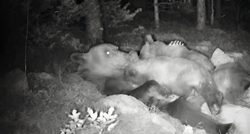 Predivan prizor u Paklenici: Medvjedići snimljeni kako se hrane u maminom zagrljaju