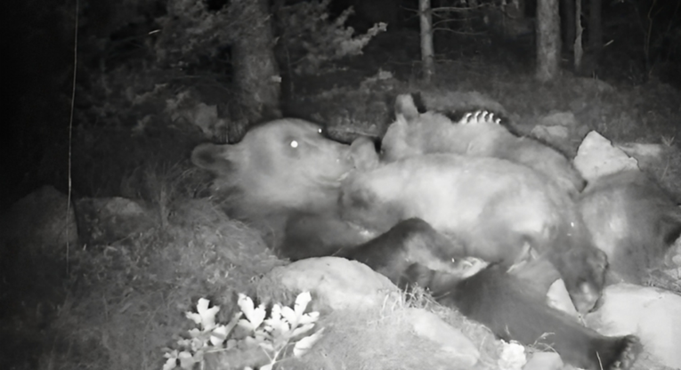 Predivan prizor u Paklenici: Medvjedići snimljeni kako se hrane u maminom zagrljaju