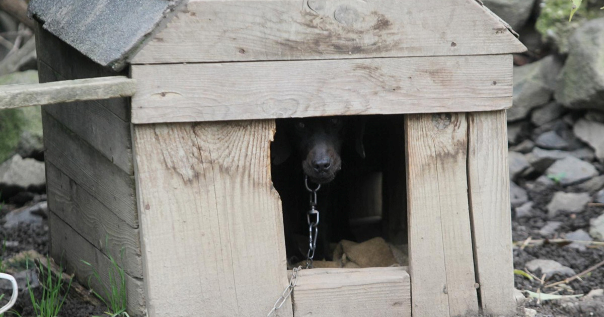 48-godišnjak u Pitomači zlostavljao pse. Prijavljen je