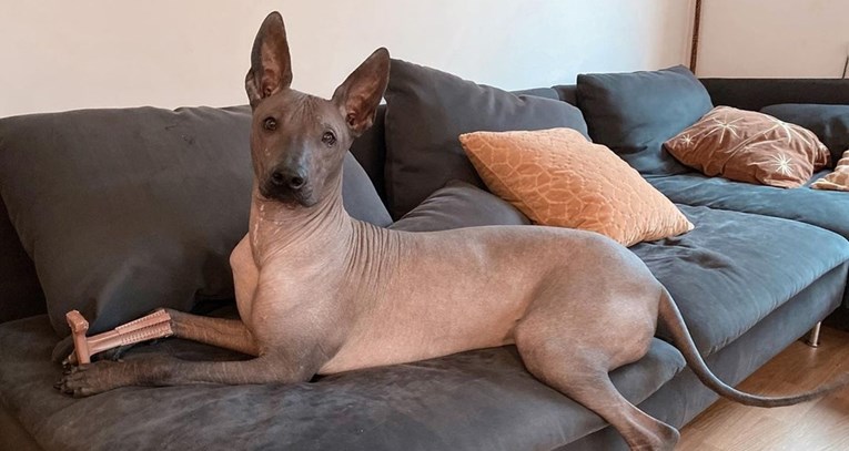 Ovo je pet najneobičnijih pasmina pasa na svijetu