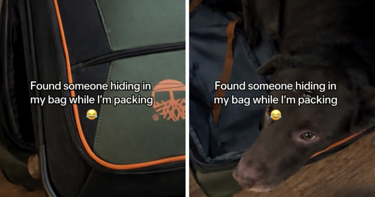 Pas se ušuljao u kofer dok se vlasnik pakirao, video je presladak