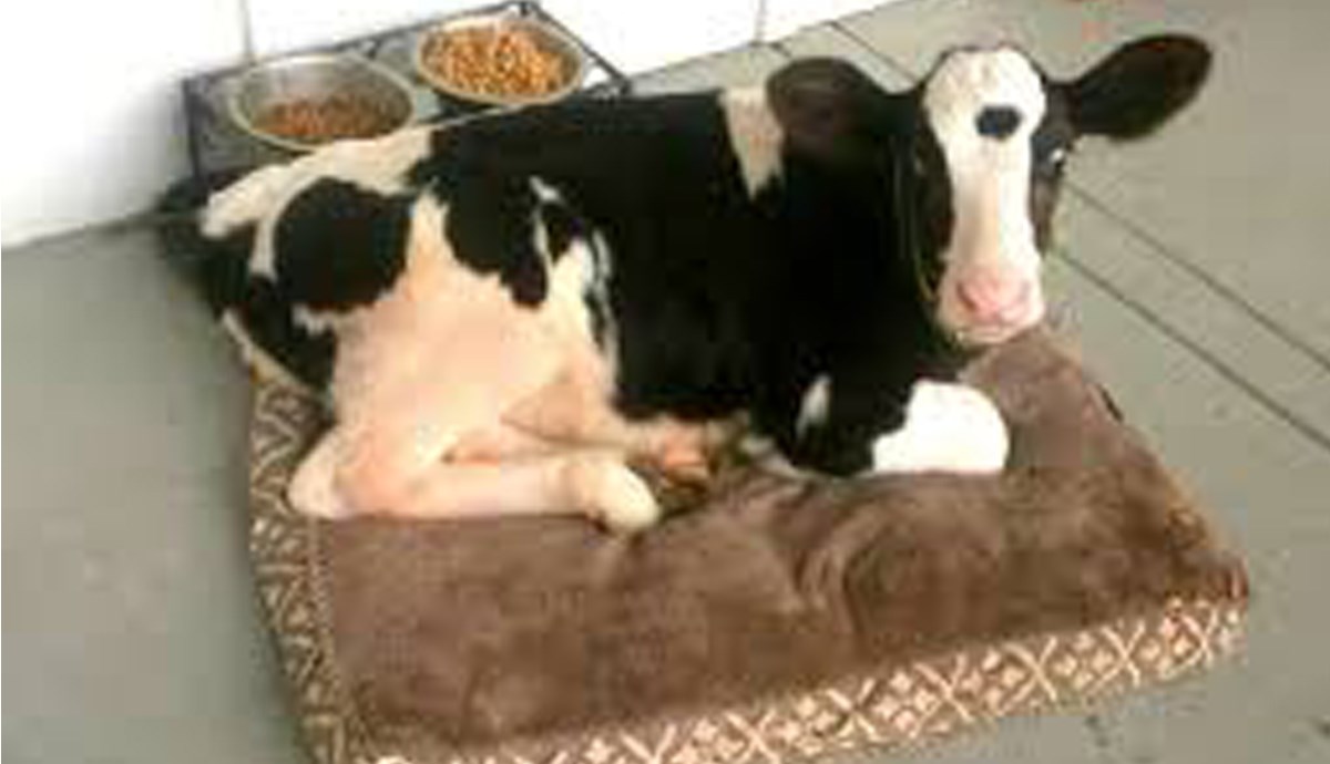 Pogledajte neodoljivu kravicu koja je umislila da je pas