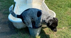 Pas iz skloništa dobio vlastiti bazen, ali i dalje preferira svoju kantu