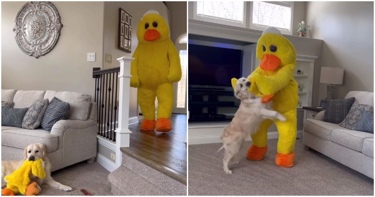 Vlasnik se maskirao u njegovu omiljenu igračku, psićeva reakcija je preslatka