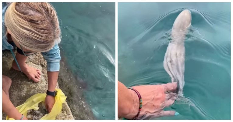 Djevojka otkupila životinje od ribara pa ih vratila natrag u Jadransko more