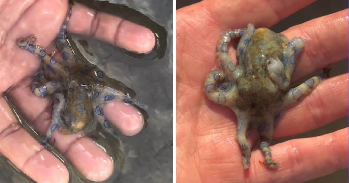 Ugledao hobotnicu, nije znao da u rukama drži najsmrtonosniju na svijetu