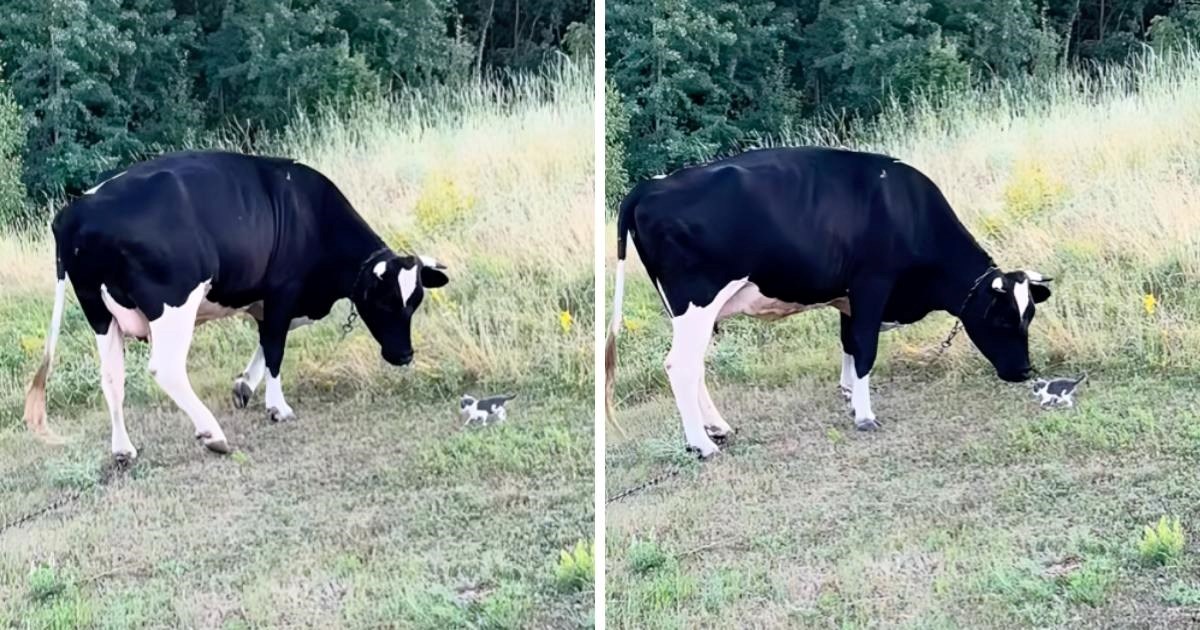 Presladak trenutak između mačića i krave izmamit će vam osmijeh na lice