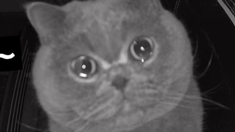 Nadzorna kamera snimila mačku Fu Fu kako plače nakon što su je ostavili samu kod kuće