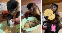 12 milijuna pregleda: Pogledajte kako ovaj majmun pomaže svojoj vlasnici u kuhinji