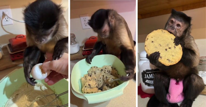 12 milijuna pregleda: Pogledajte kako ovaj majmun pomaže svojoj vlasnici u kuhinji
