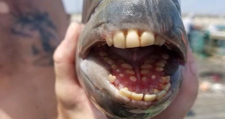 Ribar ulovio ribu s "ljudskim" zubima: Stvarno je ukusna