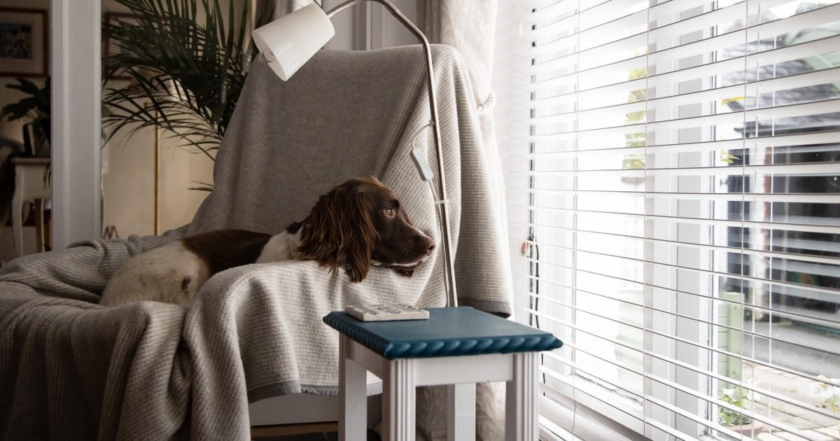 Žena smatra da poslodavci vlasnike pasa trebaju tretirati kao zaposlene roditelje