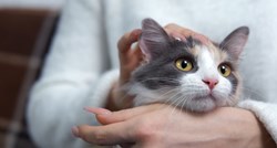 Istraživanje: Mačke mogu prepoznati ime svoga vlasnika, ali i drugih ljubimaca