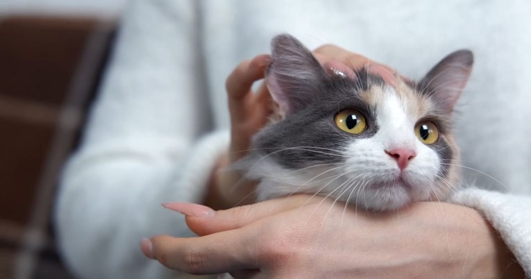 Istraživanje: Mačke mogu prepoznati ime svoga vlasnika, ali i drugih ljubimaca