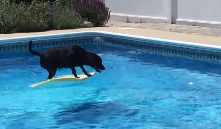 Ovaj je pas učinio nešto genijalno kako bi izvukao lopticu iz bazena