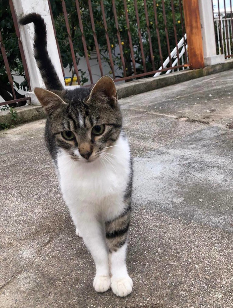 Genijalna priča s Hvara: Djeca uče o brizi za mačke, grade im se i kućice