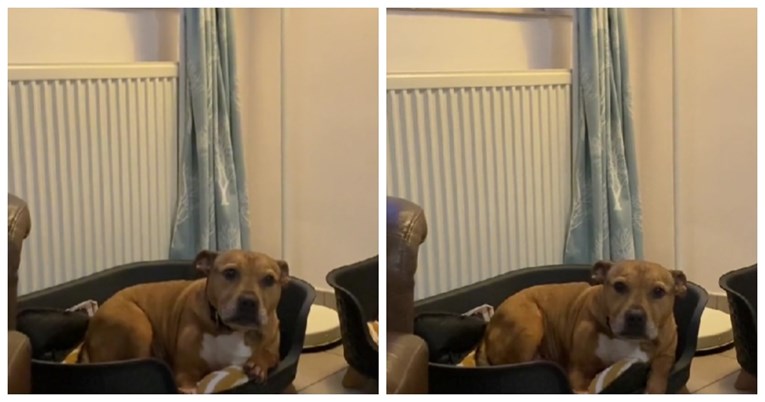 VIDEO Nisu mu dali obrok na vrijeme, a stvari su tada postale dramatične