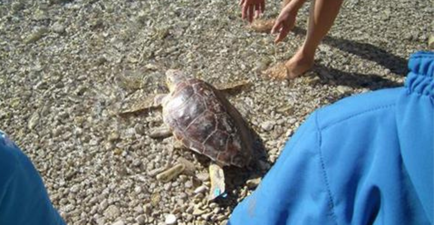 Nakon oporavka u pulskom Aquariumu mala kornjača Viktorija puštena je u more