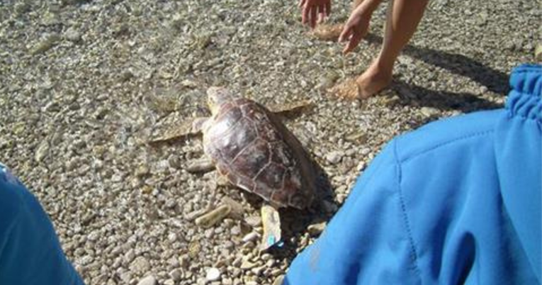 Nakon oporavka u pulskom Aquariumu mala kornjača Viktorija puštena je u more