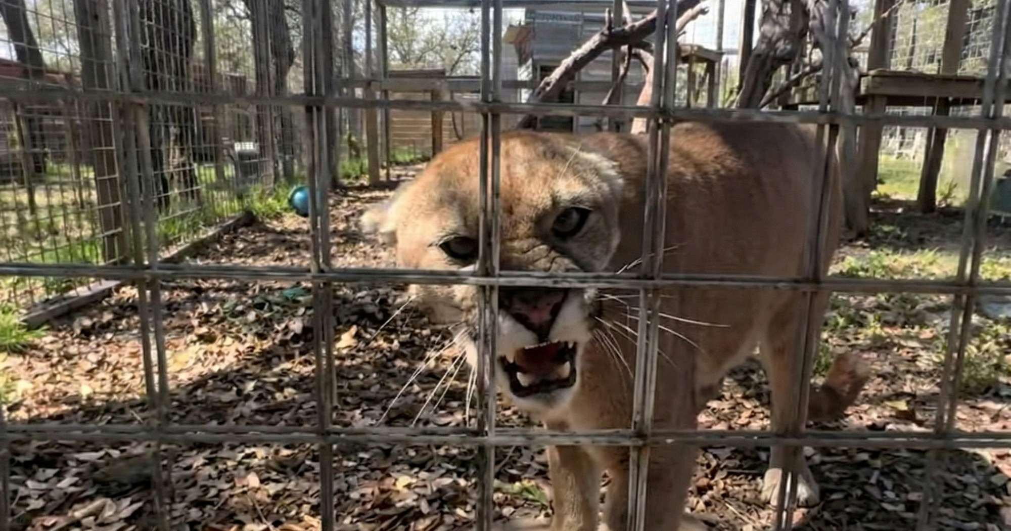 Puma jako različito reagira na muškarca i ženu, ljudi začuđeni: "Nisam ovo očekivala"