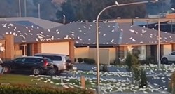 Bijeli kakadui zauzeli australski grad, prizori su kao iz Hitchcockovog filma