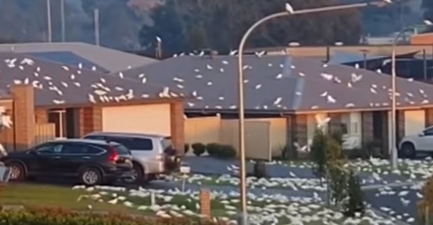 Bijeli kakadui zauzeli australski grad, prizori su kao iz Hitchcockovog filma
