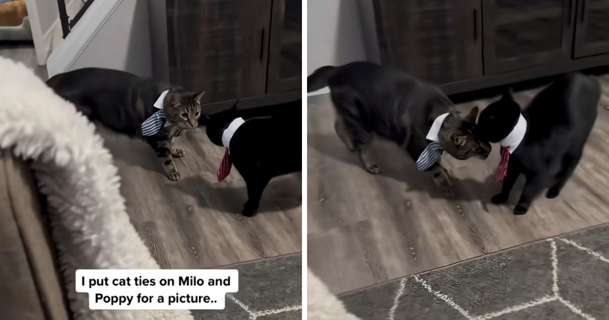 Vlasnica mačkama stavila kravate za fotografiranje, nije očekivala ovakav kraj