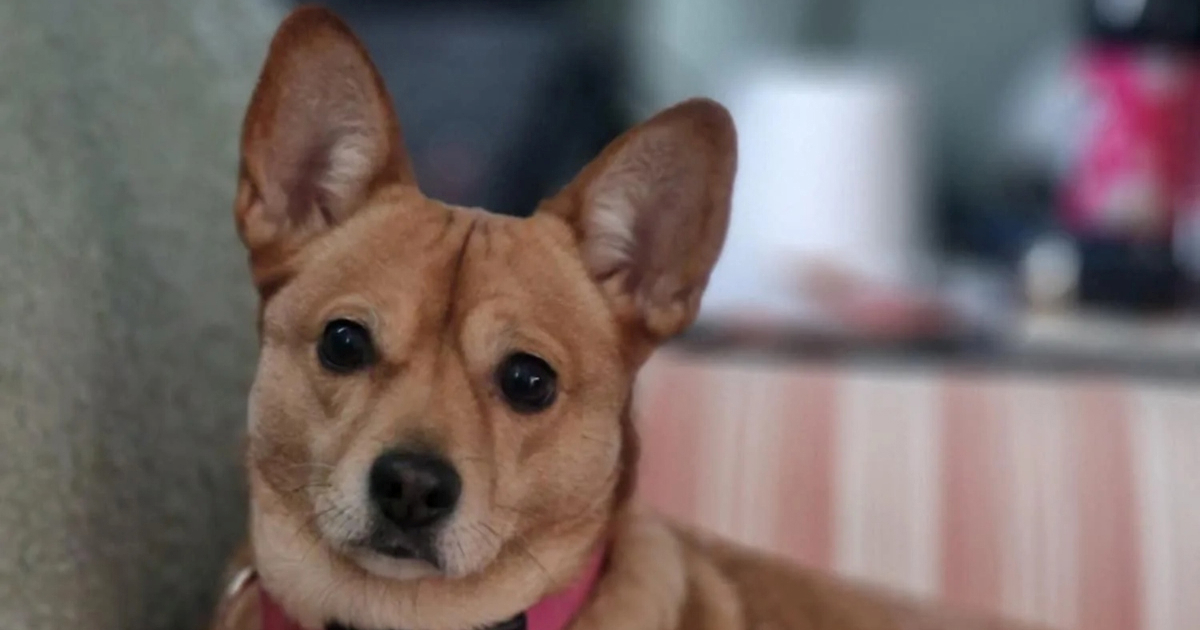 DNK test šokirao vlasnike: Pas je mješanac čak 29 pasmina