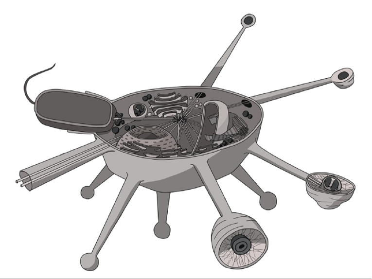 U Jadranu pronađen organizam koji ne pripada nijednoj poznatoj skupini eukariota