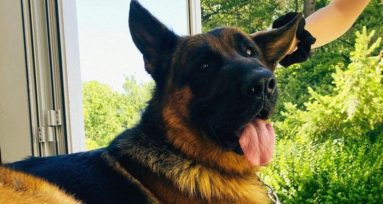 Pas o kojemu bruji čitava Hrvatska zove se Mile, četiri su mu godine