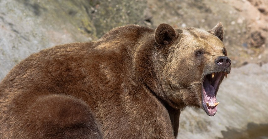 Medvjed ubio mladića (26) koji je trčao selom u talijanskim Alpama