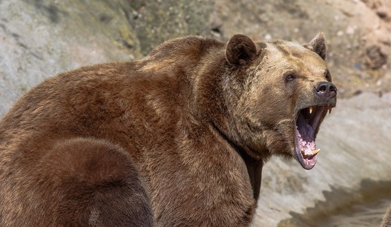 Medvjed ubio mladića (26) koji je trčao selom u talijanskim Alpama